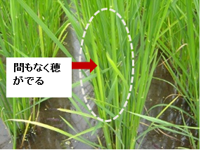 孕穂.png