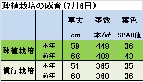 疎植成育(7月6日).jpg