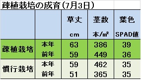 疎植(7月3日).jpg