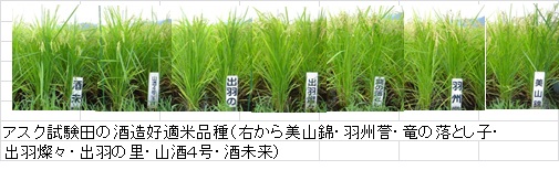 試験田の酒造好適米品種.jpg