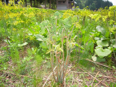 DSCN1573.JPG
