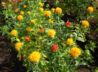 DSCN1710.JPG