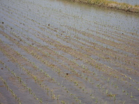 DSCN0120.JPGのサムネール画像