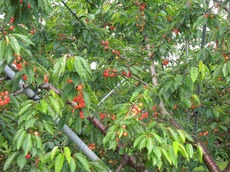 DSCN0139_new.jpgのサムネール画像