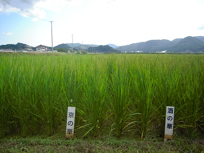 DSCN4295.JPG