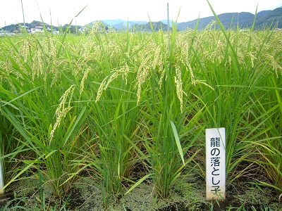 DSCN4308.JPG
