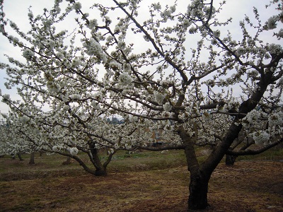 DSCN5187.JPG