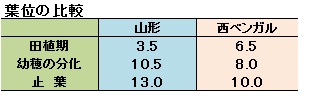 葉位の比較.jpg