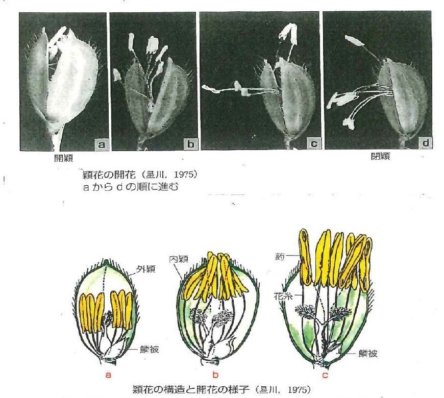 出穂開花 (2).jpg