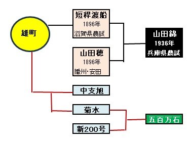 雄町系譜.jpg