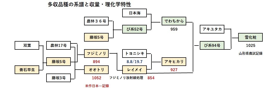 多収品種の系譜.jpg