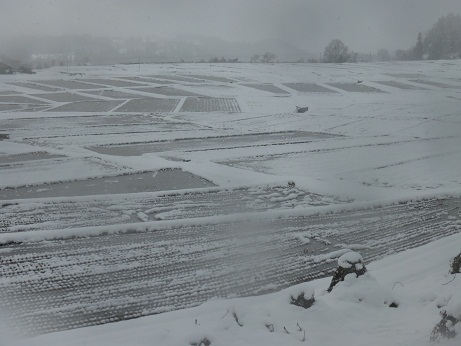 P1030116 - コピー.JPG