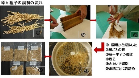 原々種子調製の流れ.jpg