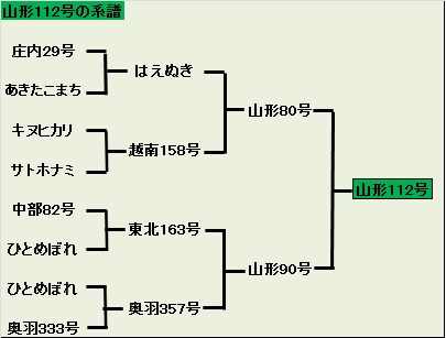 山形112号系譜.jpg