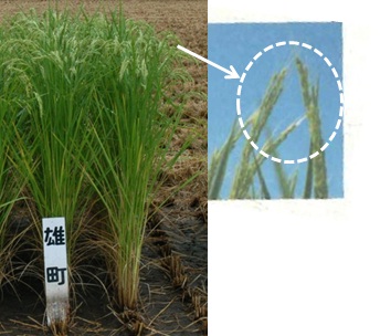 noge 2.jpg
