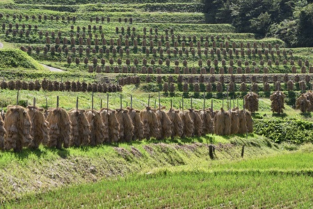 DSC_1306 - コピー.JPG