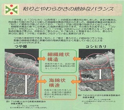 つや姫構造 - コピー.jpg