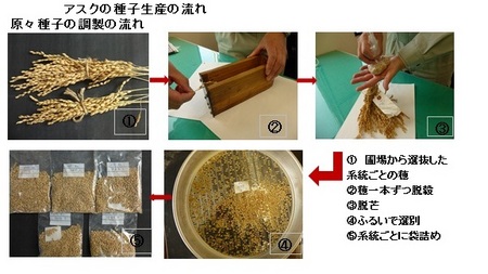 種子生産の流れ1.jpg