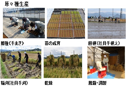 種子生産の流れ2.jpg
