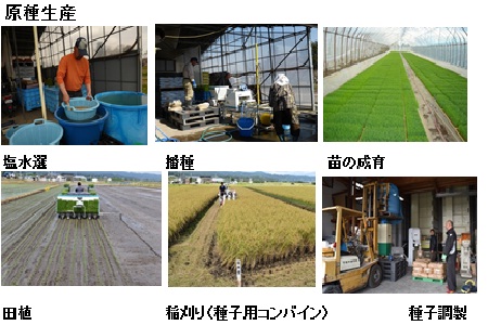 種子生産の流れ3.jpg