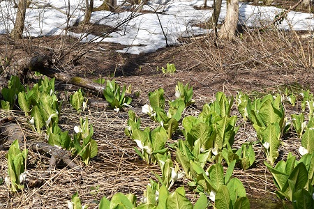 DSC_1765 - コピー.JPG