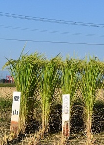 DSC_0409 - コピー.JPG