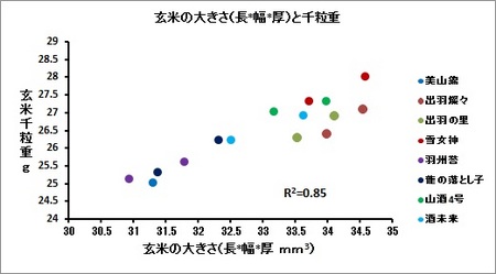 玄米形状と千粒重(1).jpg