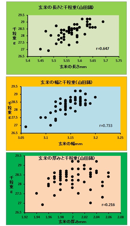 玄米形状と千粒重（山田錦）.jpg