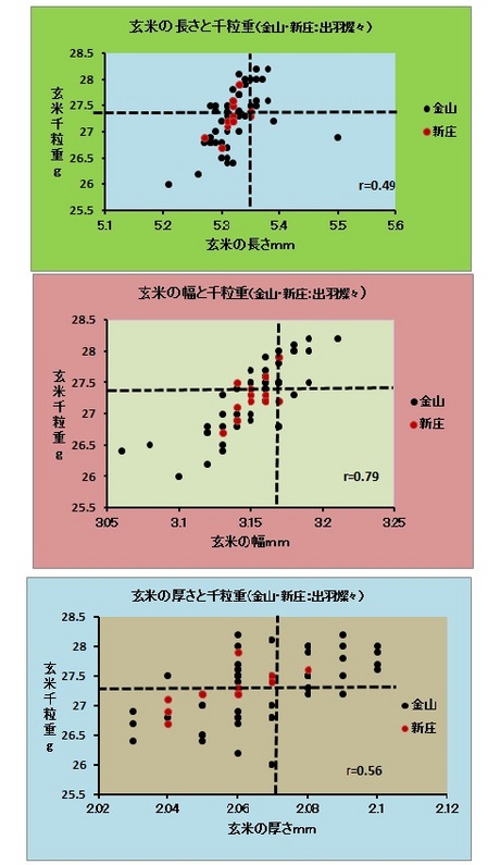 玄米形状（金山・新庄）.jpg