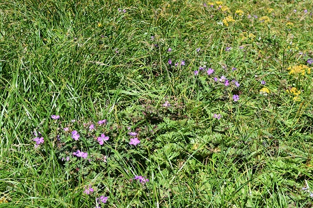 DSC_1714 - コピー.JPG