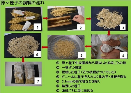 原原種子の調製.jpg