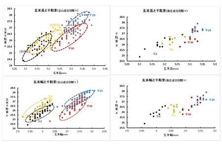 玄米形状と千粒重.jpg