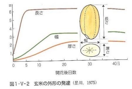 玄米発達2.jpg