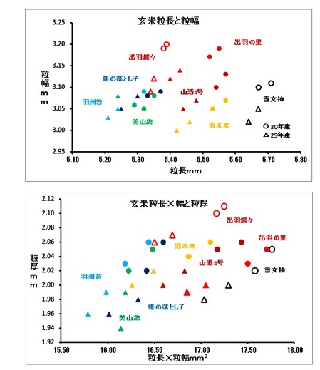 粒形の品種間差異.jpg