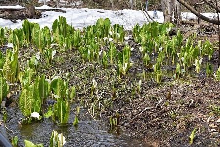 DSC_0486 - コピー.JPG