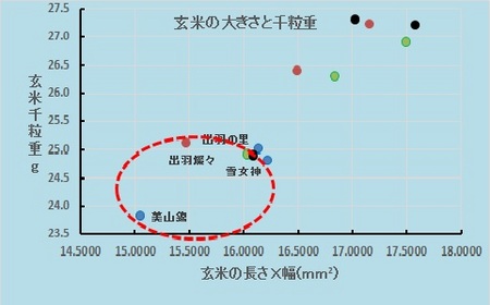 玄米大きさと千粒重.jpg