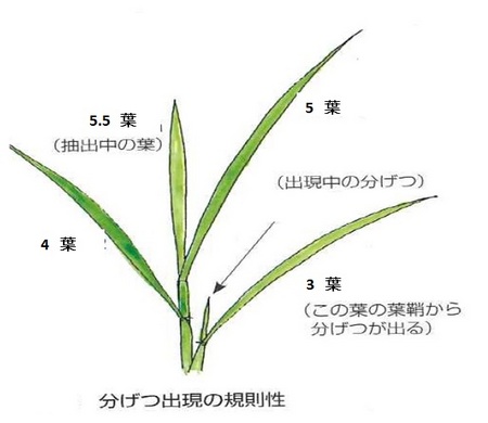 分げつ発生.jpg