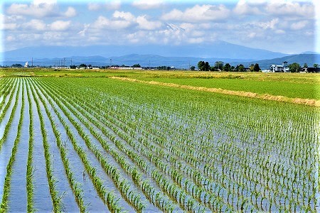 DSC_0308 - コピー (2).JPG