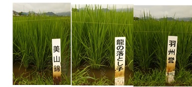 早生出穂.jpg