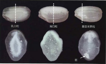 白未熟粒.jpg