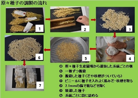 原々種子調製.jpg