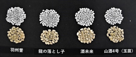 酒米4品種の玄米.jpg