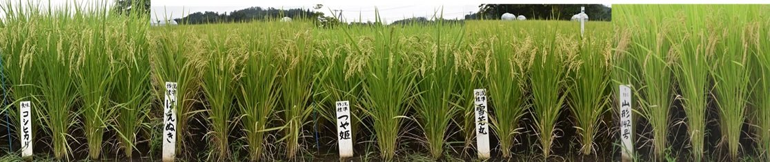 良食味品種の立毛.jpg