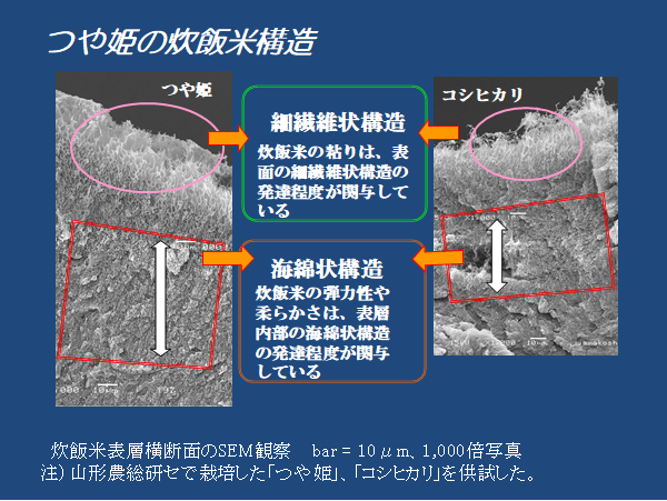 つや姫の炊飯米構造.png
