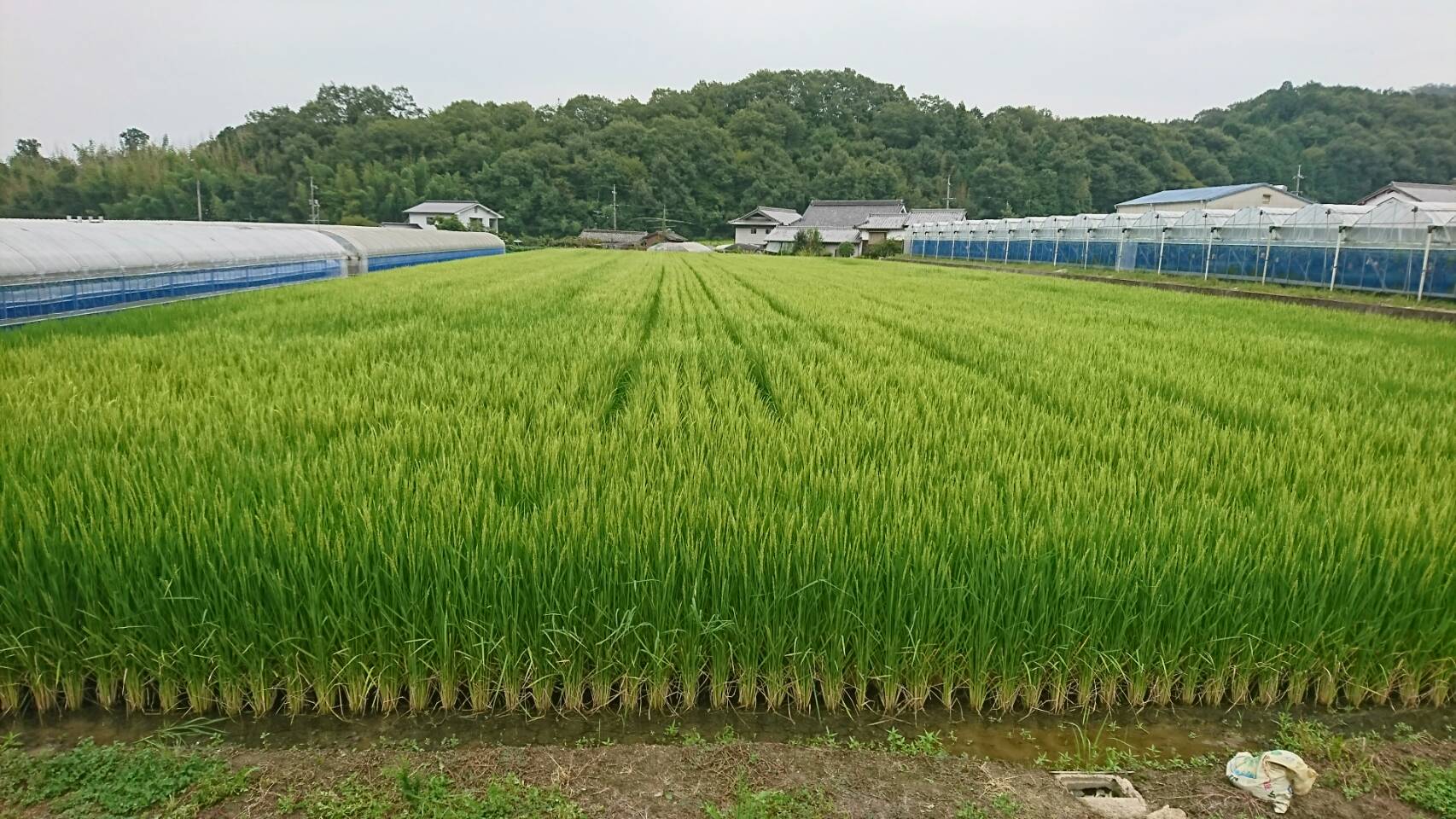 赤磐雄町米 富士原副会長 2018.9.6 ④.jpg