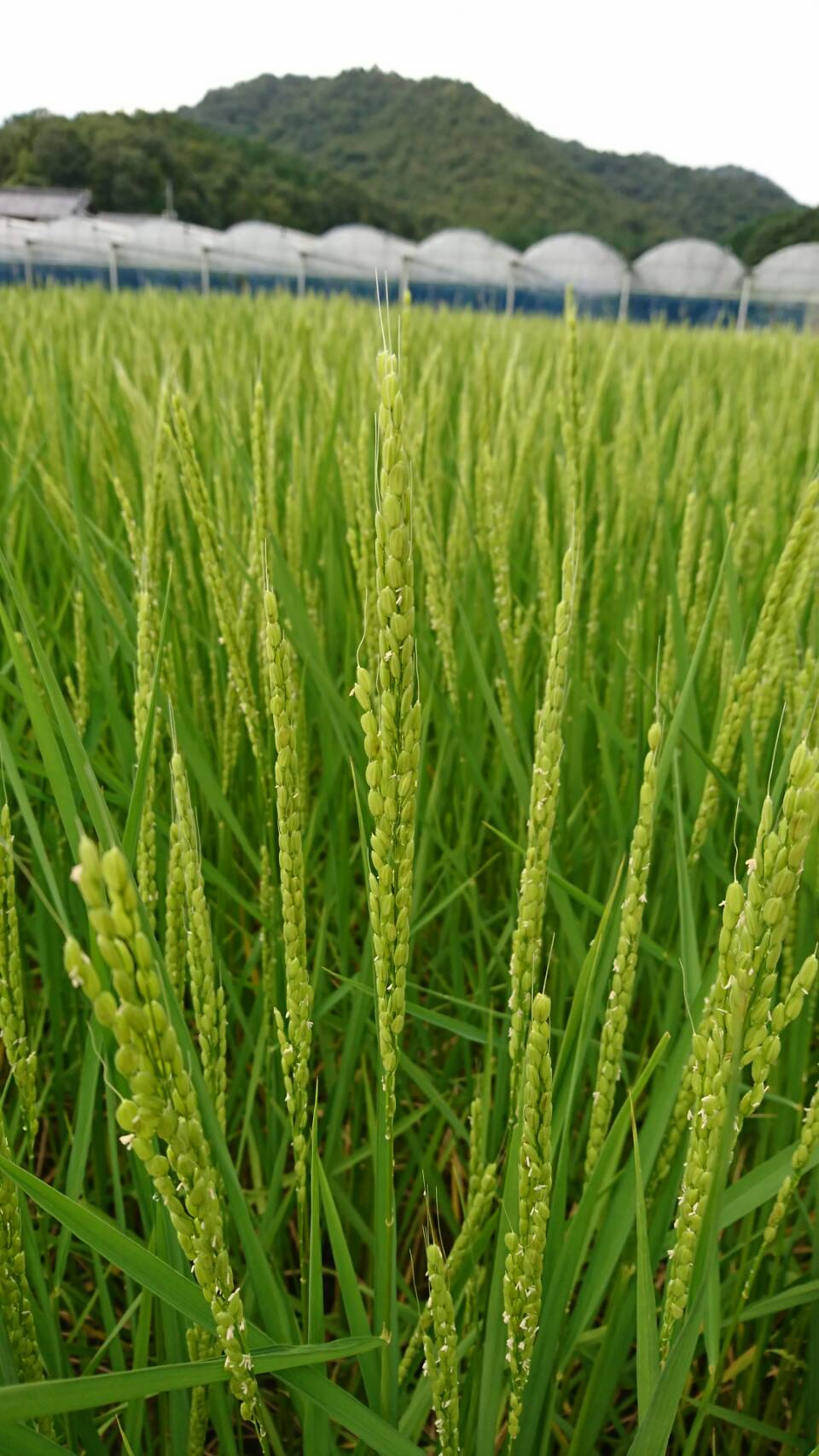 赤磐雄町米 藤原副会長 2018.9 (1).jpg