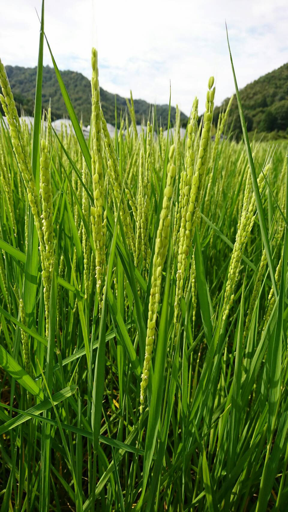 赤磐雄町米 藤原副会長 2018.9 (2).jpg