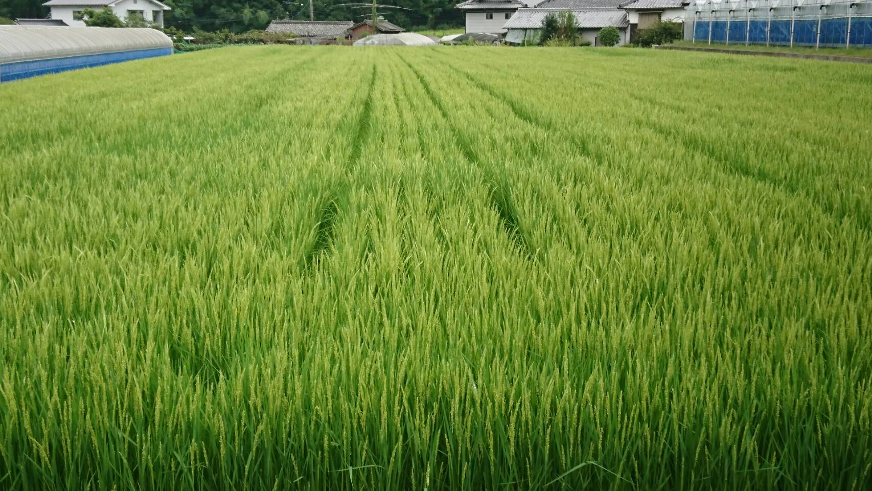 赤磐雄町米 藤原副会長 2018.9.6③.jpg