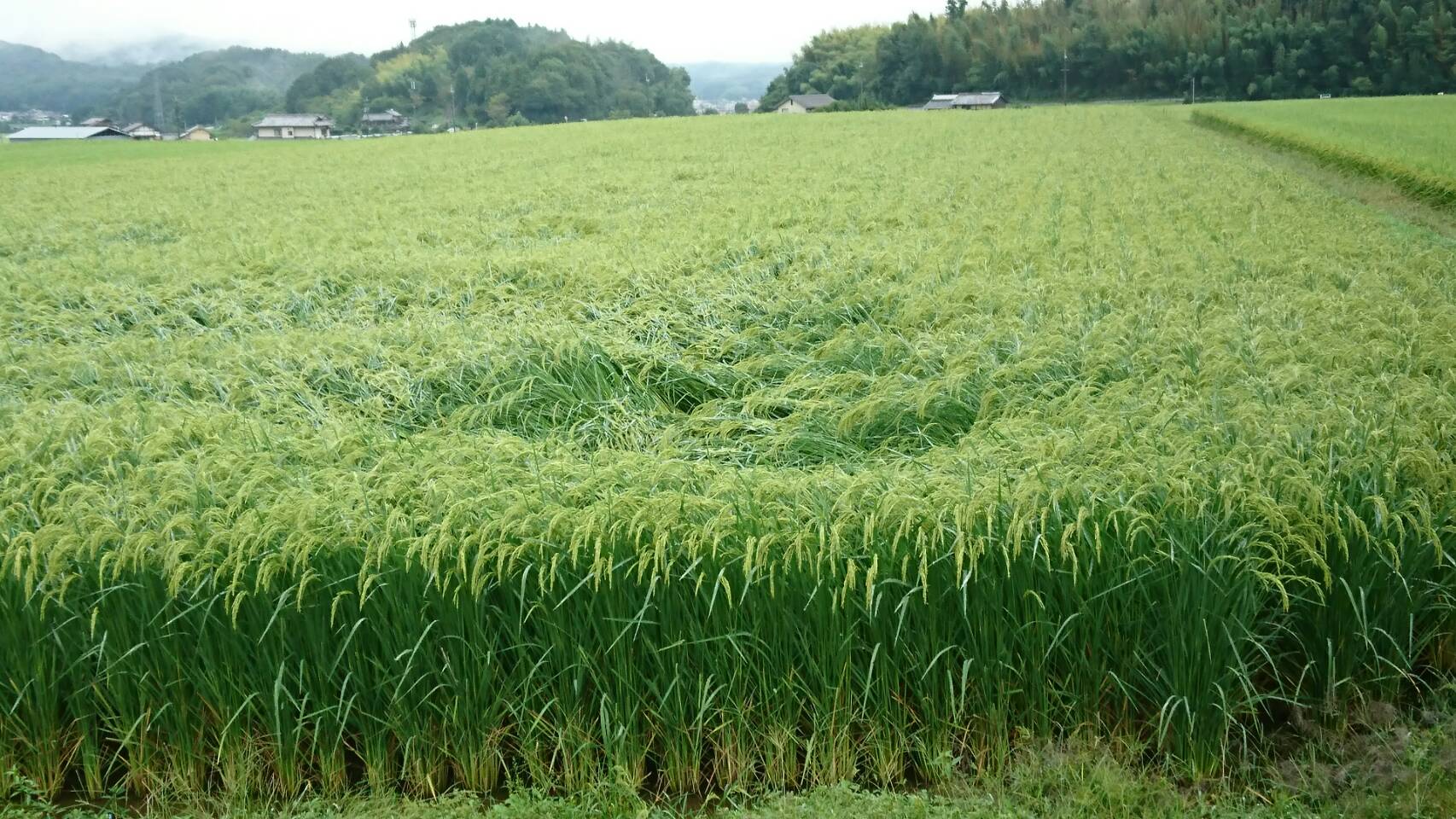 赤磐雄町_2018.9.27②.jpg