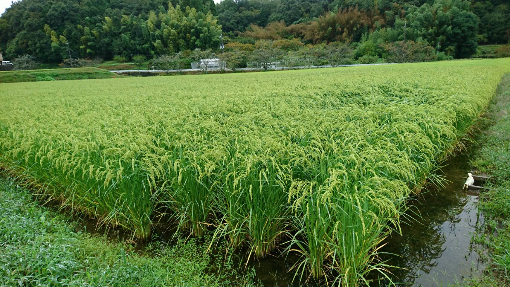 赤磐雄町_2018.9.27③.jpg